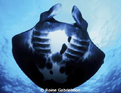 Underneath a Manta ray in Komodo. by Roine Gabrielsson 